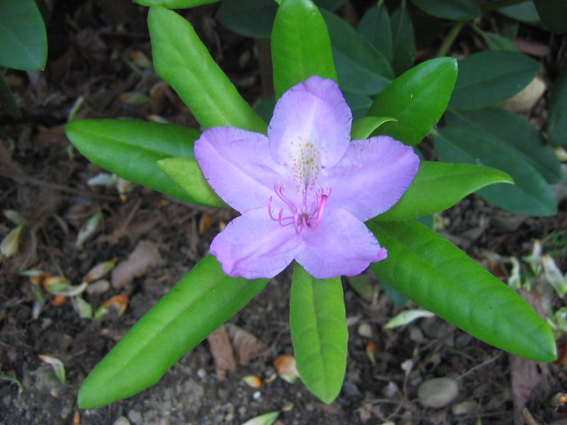 RHODODENDRON
