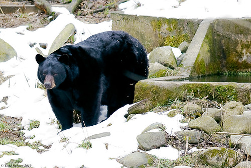 bear nature animals flickr wildlife uploaded blackbear 2010 zenfolio wpsp wildlifeprairiestateparks