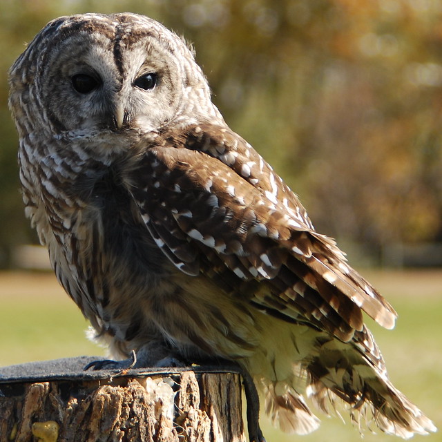 Rescued barred owl
