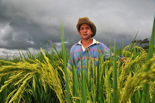 santacruz southamerica rice farm bolivia farmer ciat cgiar neilpalmer nrpciat
