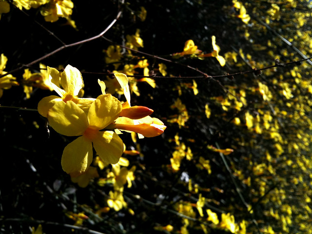 春yellow_IMG_0008
