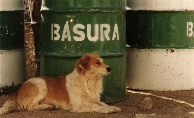 street dog at a cemetery in Guanajuato, Mexico (2002)