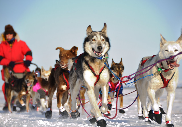 Iditarod Trail Sled Dog Race:  On the Kaltag Portage