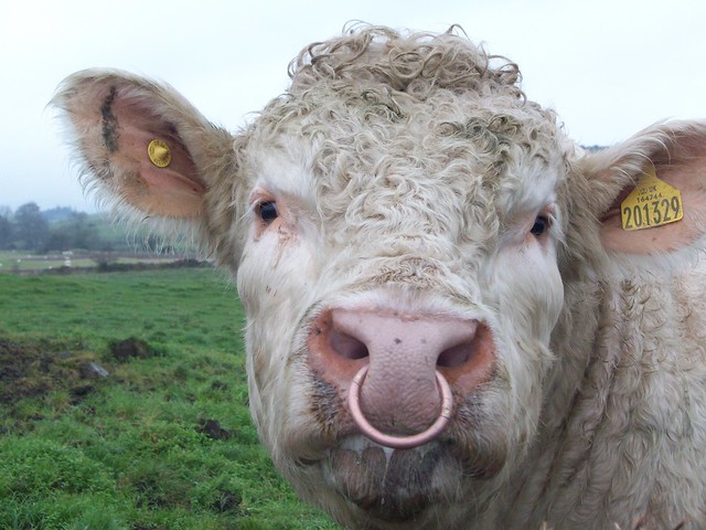 Charolais Bull with Ring in Nose