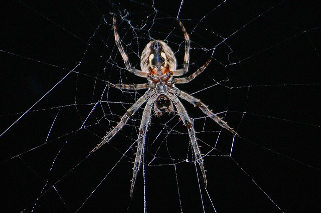 Arachnid at Night