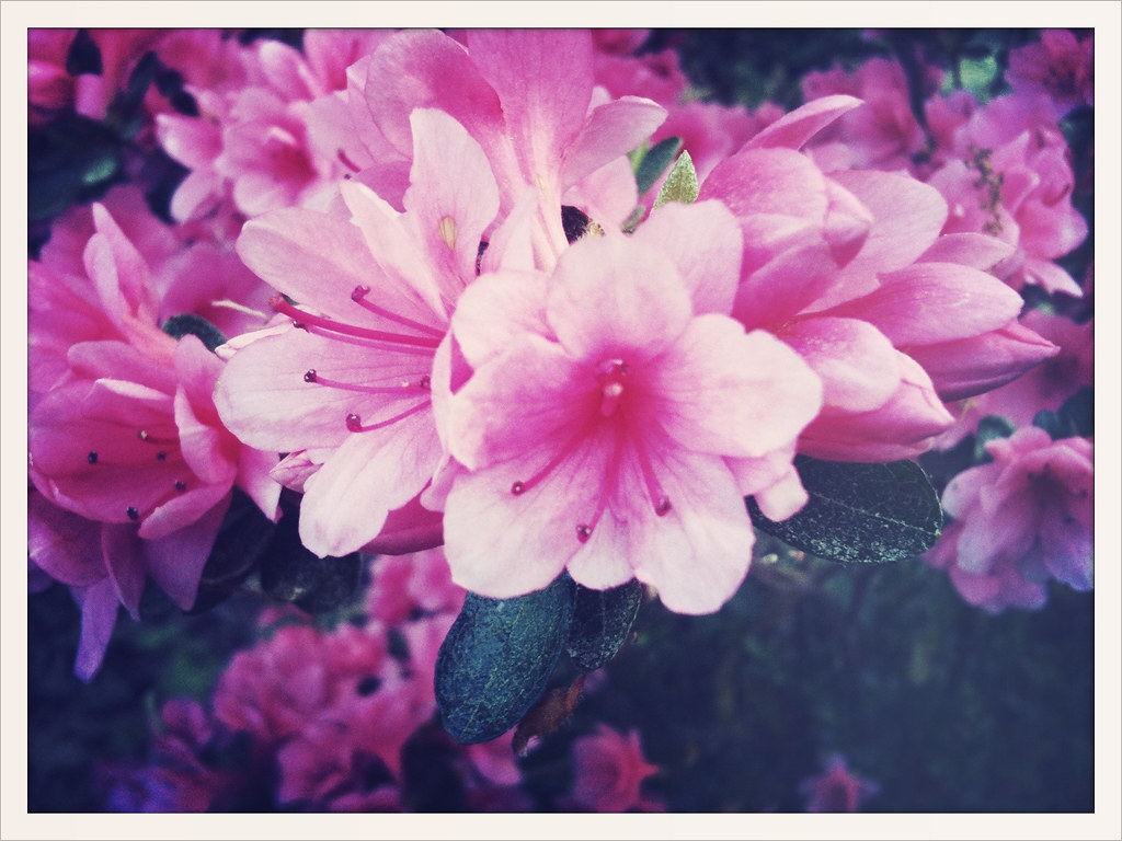Holland, Fuquay-Varina — Spring is here! — zAppledot (Flickr, CC BY 2.0)