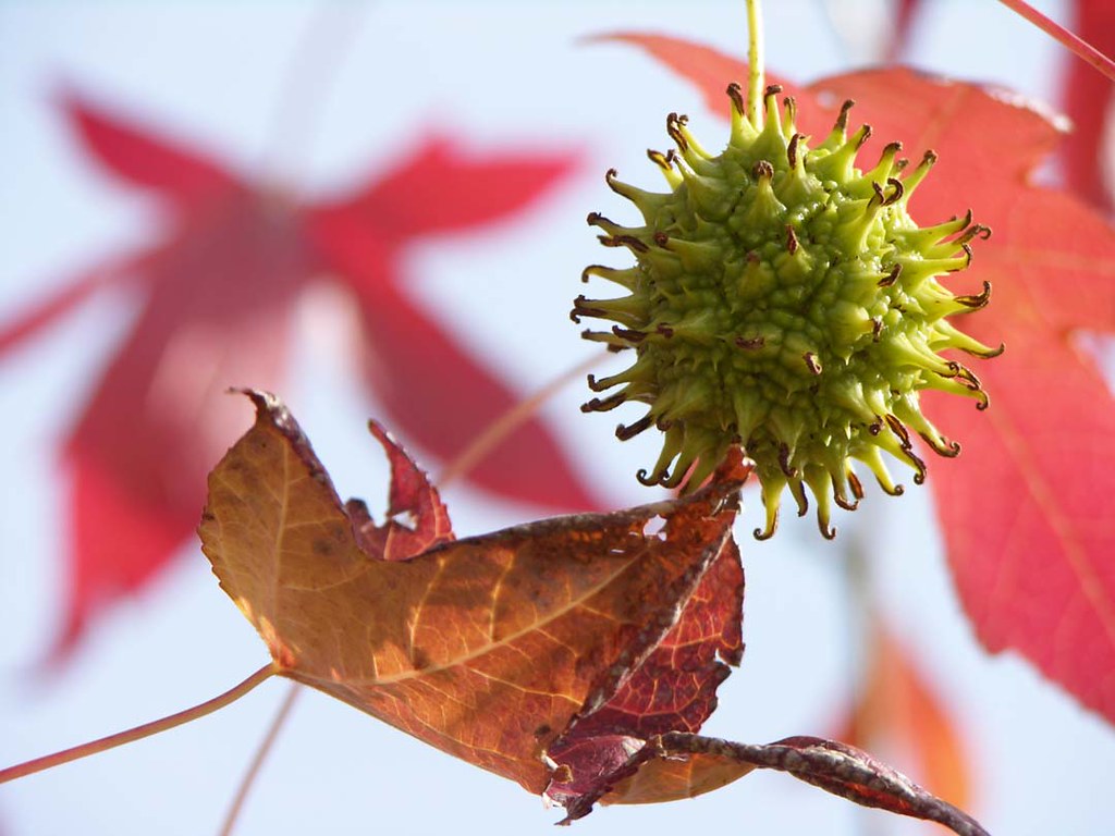 Sweet Gum Tree Ball I am intrigued by these trees Linda Gibson Flickr
