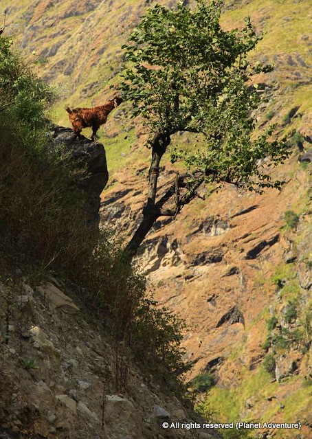 Lunch Time - Climbing Goat - Annapurna Circuit Trek - Nepal