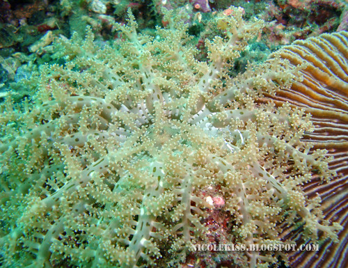 pretty coral | Nicole Tan | Flickr