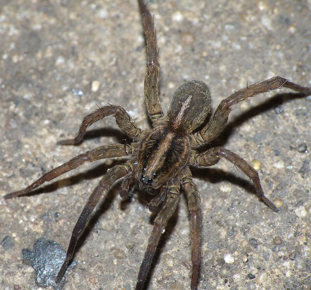 Small Wolf Spider RAW to jpg P1100906