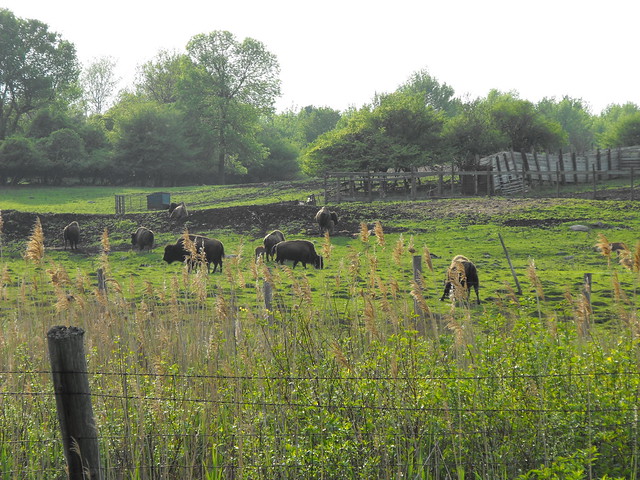 Buffalos in the field