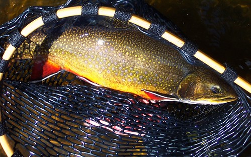 netted brookie | by OrvisNews.com