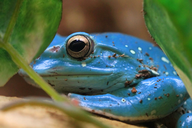 Blue Arrow Frog