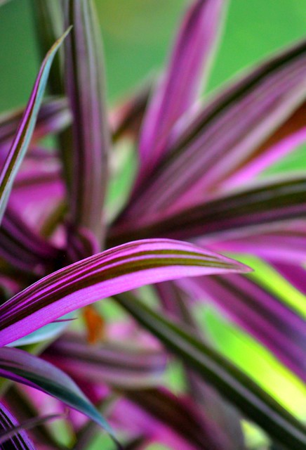 'Stripe Me Pink' plant