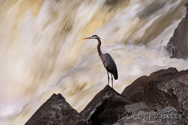 Heron @ Great Falls National Park