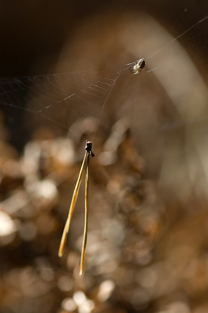 Spider and pine needle