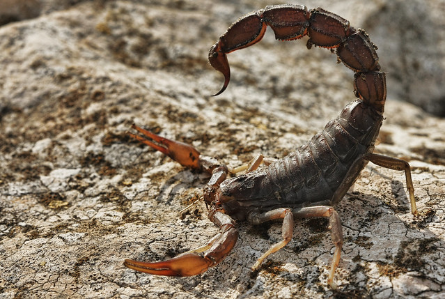 Androctonus crassicauda | fat-tailed scorpion