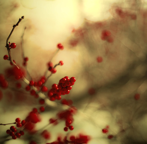 A berry happy new year by raceytay {I br♥ke for bokeh}