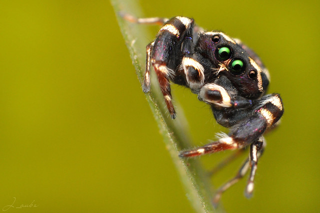 Beetle-mimic jumper
