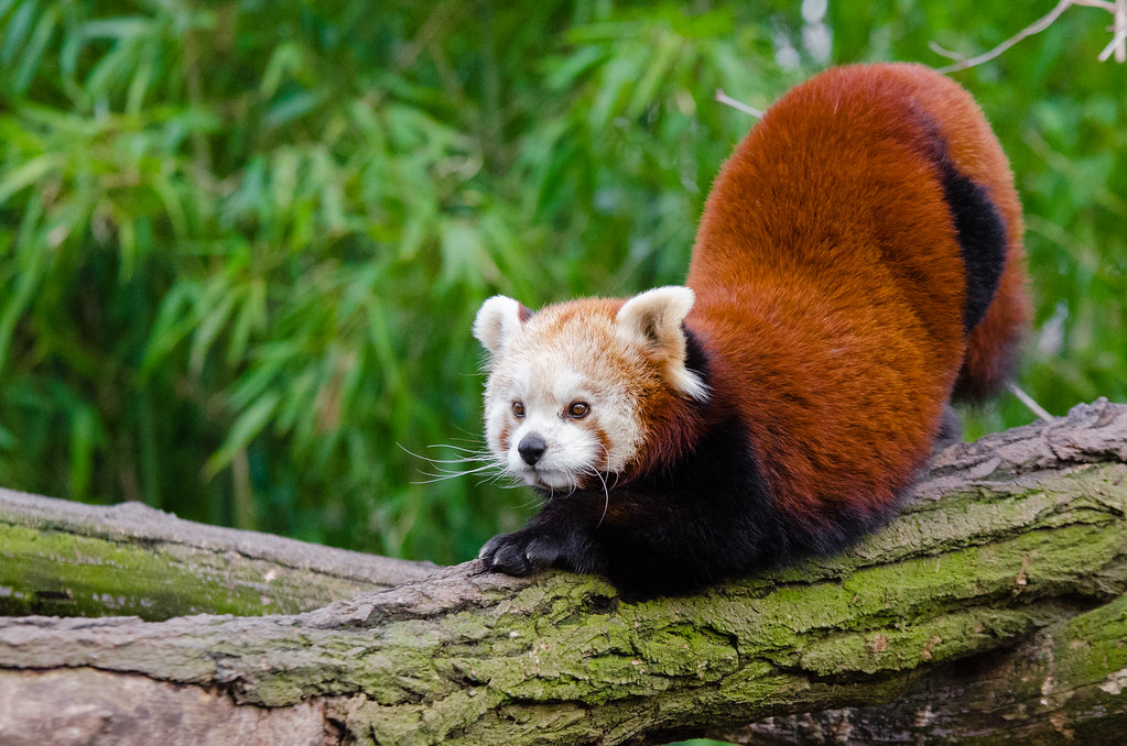 Red Panda | Mathias Appel | Flickr