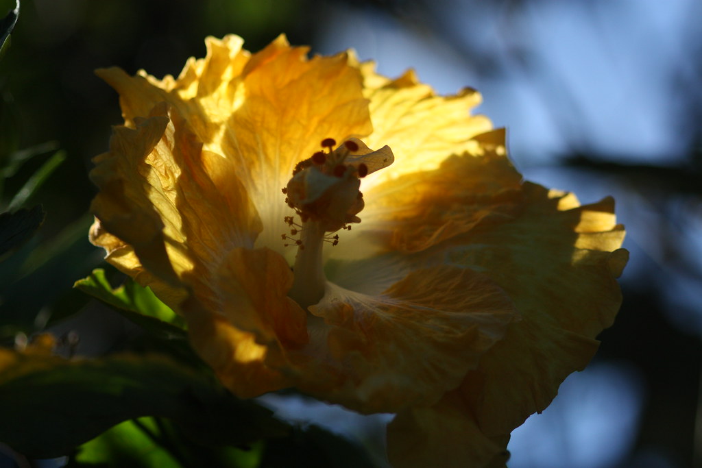 Hibisco dobrado amarelo | Duque2010 | Flickr