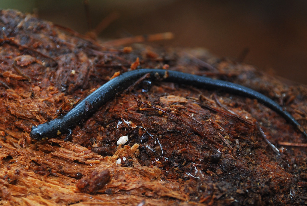 Worm Salamander by Andrew Snyder Photography