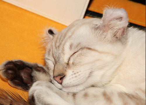 adult munchkin cat
