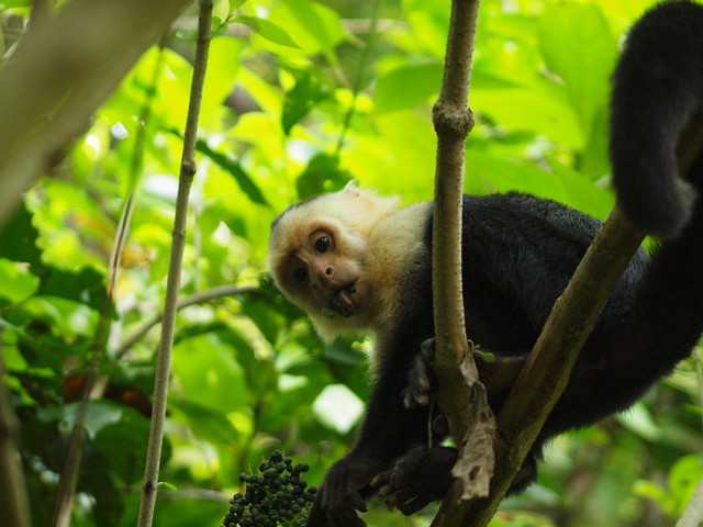 White face monkey (Capuchin monkey) #1