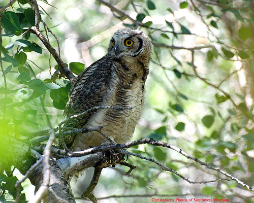 owl raptor bird idaho mackay idahofalls wildlife summer aspens trees prey rocky mountains rockies north america american photosofsouthwestmontana bradchristensen