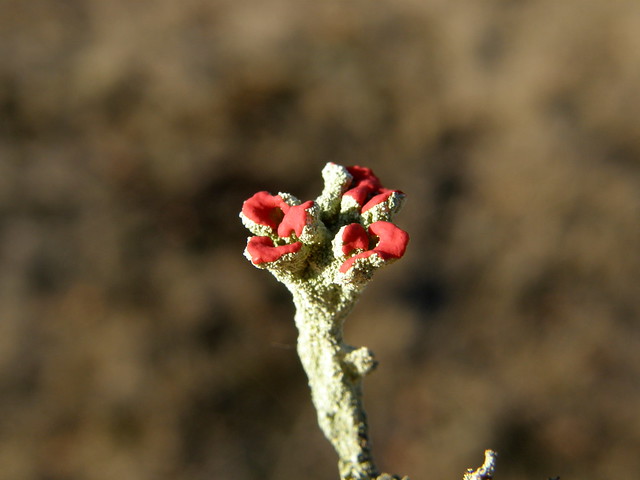 Cladonia floerkeana (Bengal Match Lichen / Rode heidelucifer)