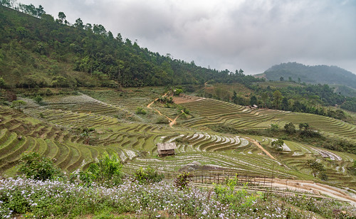 rice hill hills vietnam explore sapa paddyfields hilltribes hilltribetrek indochinaencompassed neilbirchall