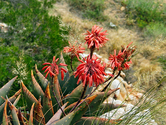 aloe comptonii - montague, south africa