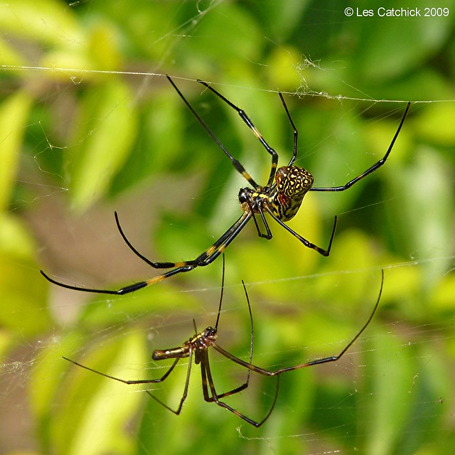 Spiders (Nephila pilipes or nephila maculata)