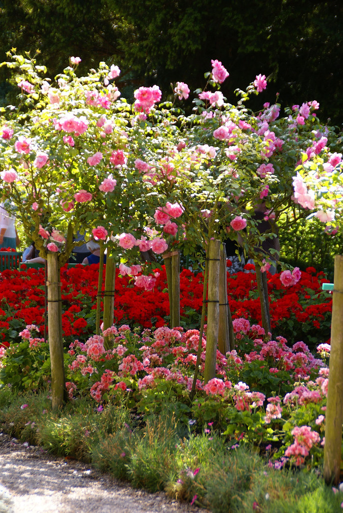 Giverny, Monets Garten, Rosen und Pelargonien (Monet's Garden, roses and geraniums)