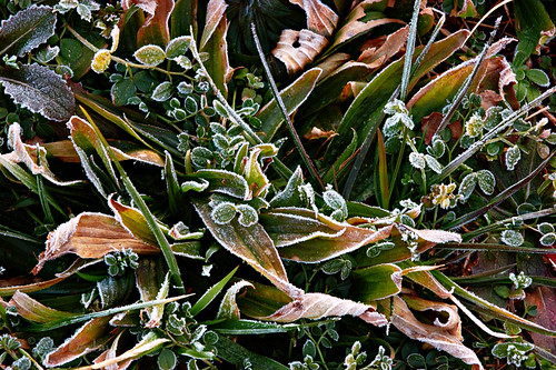 macro closeup frost d70s 500d 70200vr