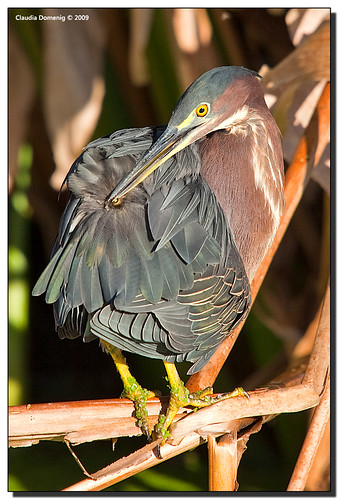 Preening Green Heron by Fraggle Red