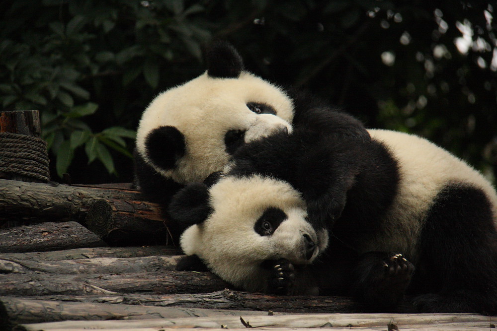 Обнять панду. Влюбленные панды. Панды обнимаются. Панда обнимашки. Панды целуются.
