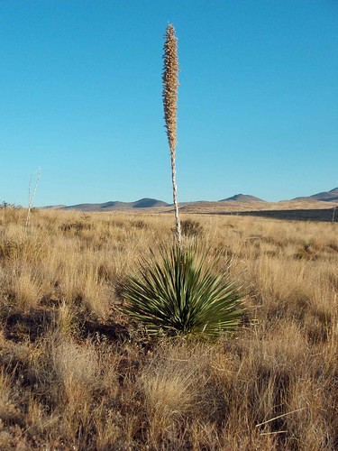 plants usa newmexico landscapes desert unitedstatesofamerica parks gps 2007