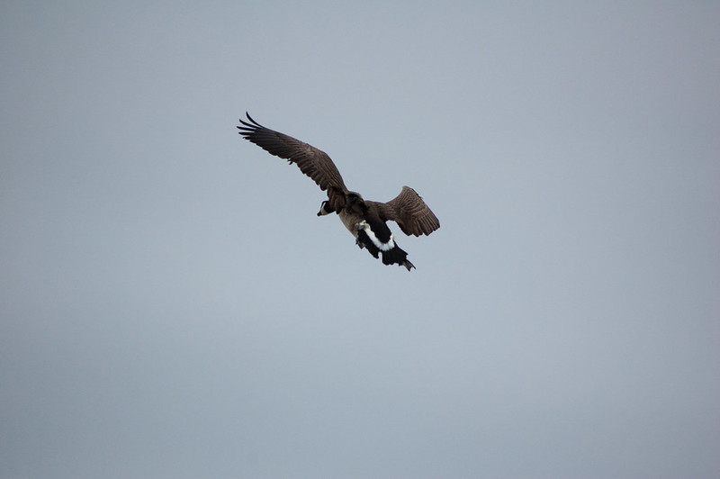 Canada goose