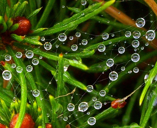 Dewdrops on a Spiderweb