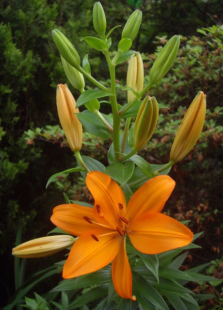Daylily Blooming