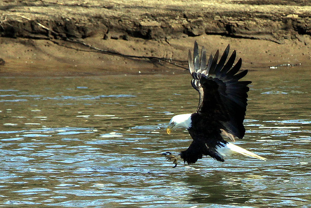 Eagle Fishing