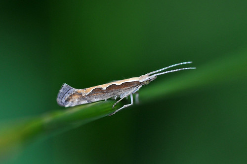 leafminer moth