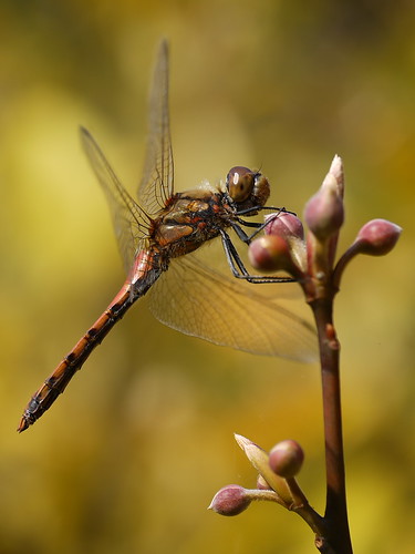 Dragonfly by leopard gecko