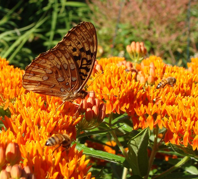 spotted butterfly and bees on butterflyweed