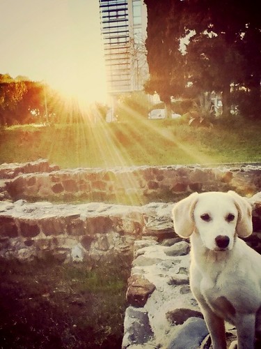 sunset dog cute afternoon little