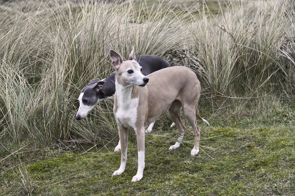 Whippets in the dunes.