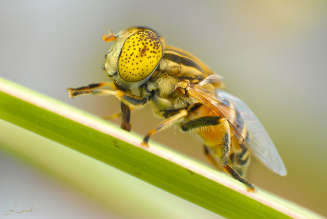 Speckle-eyed drone hoverfly