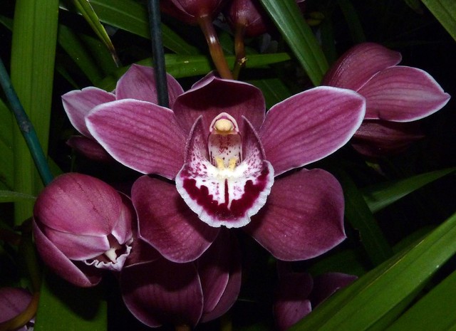 Cymbidium Unknown [Father Raymond 1] hybrid orchid