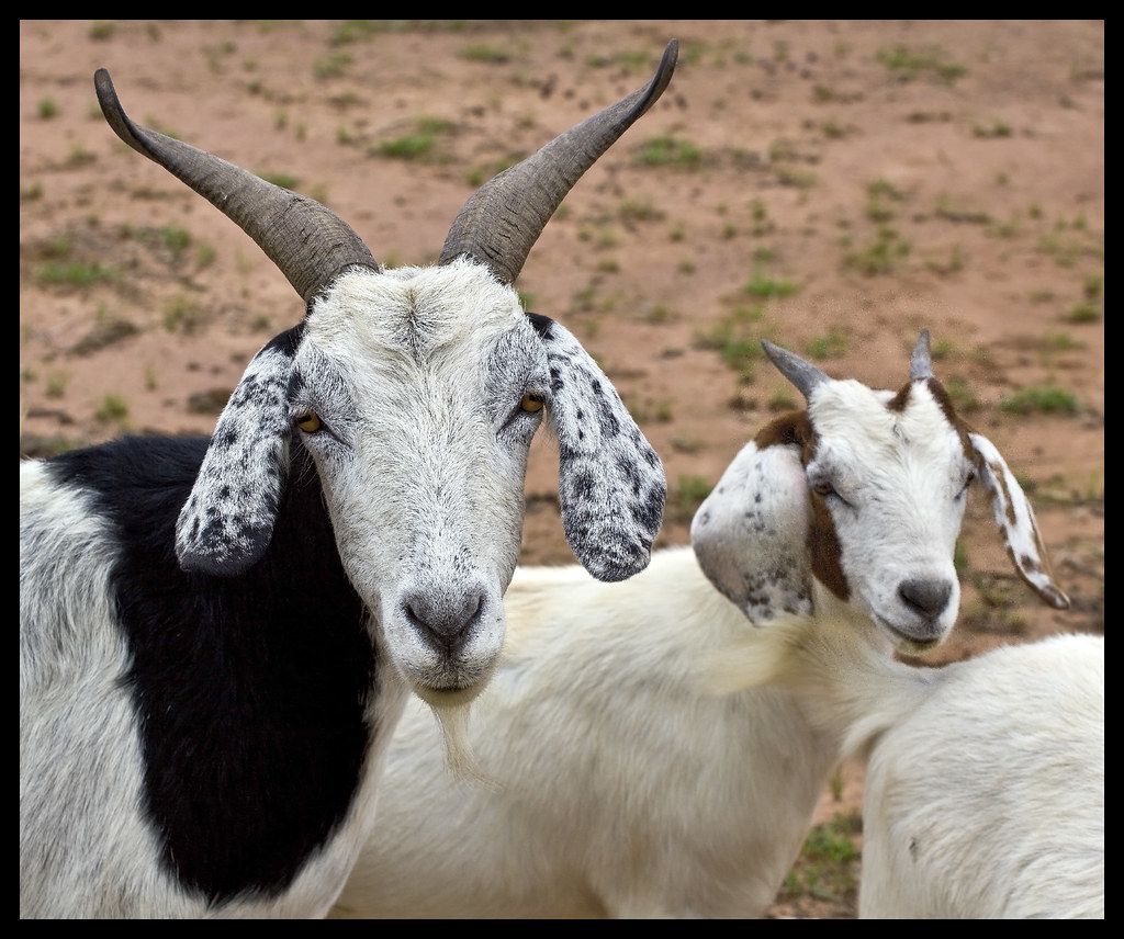 Goats love their photo taken-3&